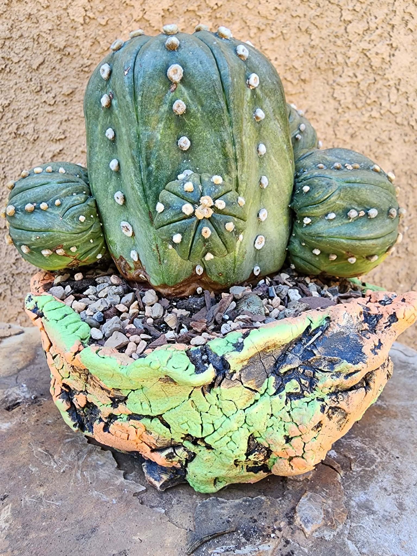 Astrophytum asterias - BIG Cluster! 6 Heads
