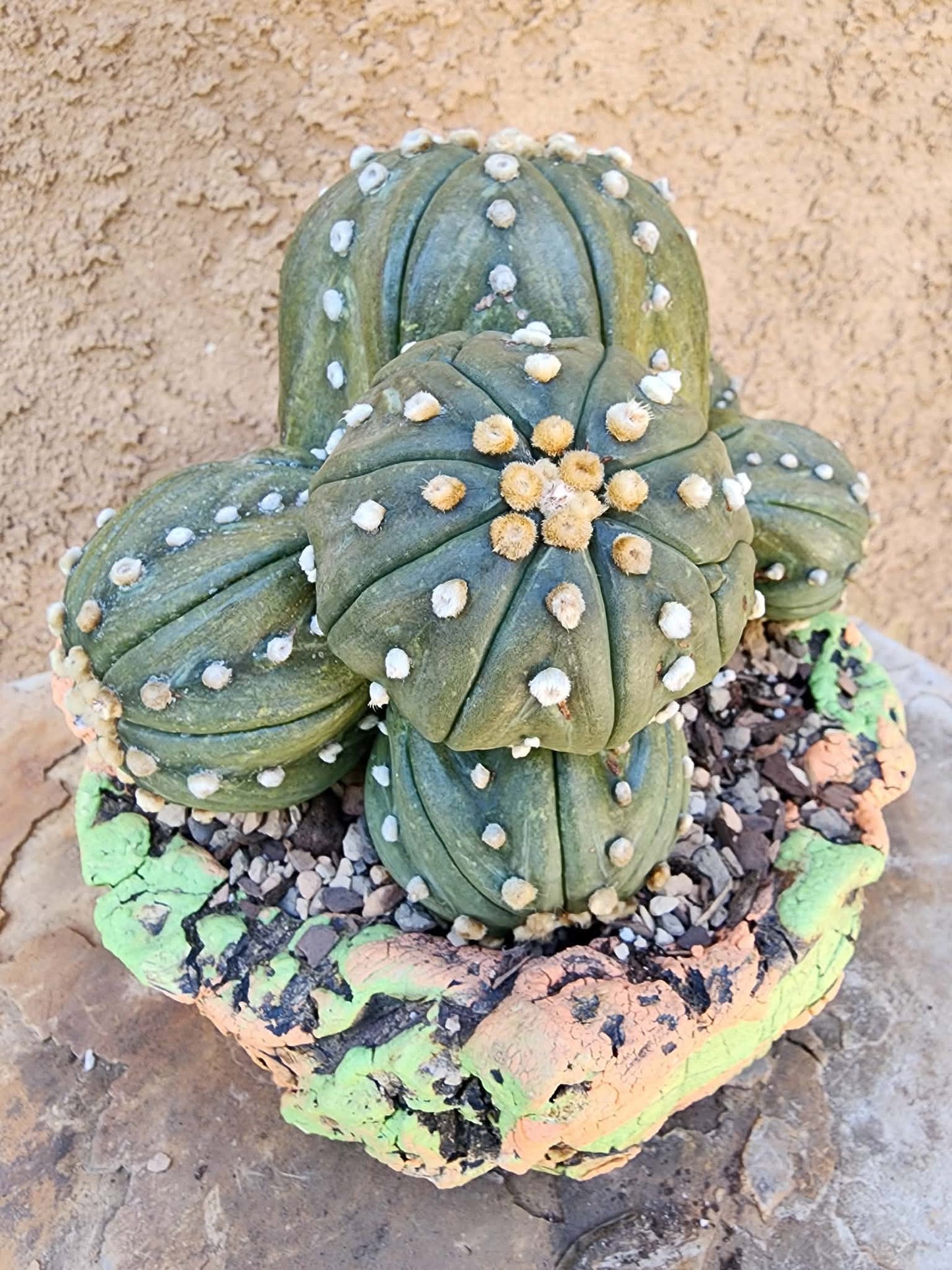 Astrophytum asterias - BIG Cluster! 6 Heads