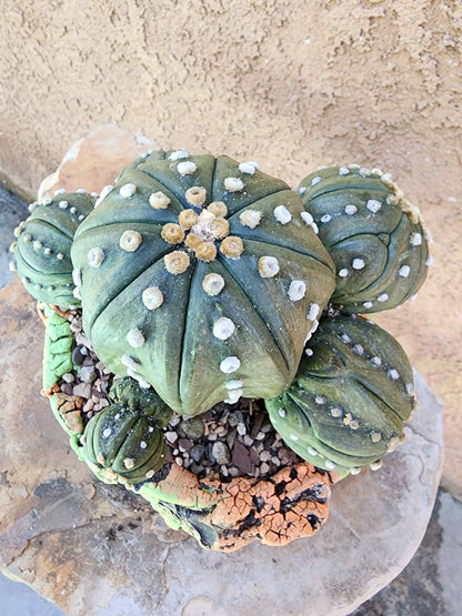 Astrophytum asterias - BIG Cluster! 6 Heads