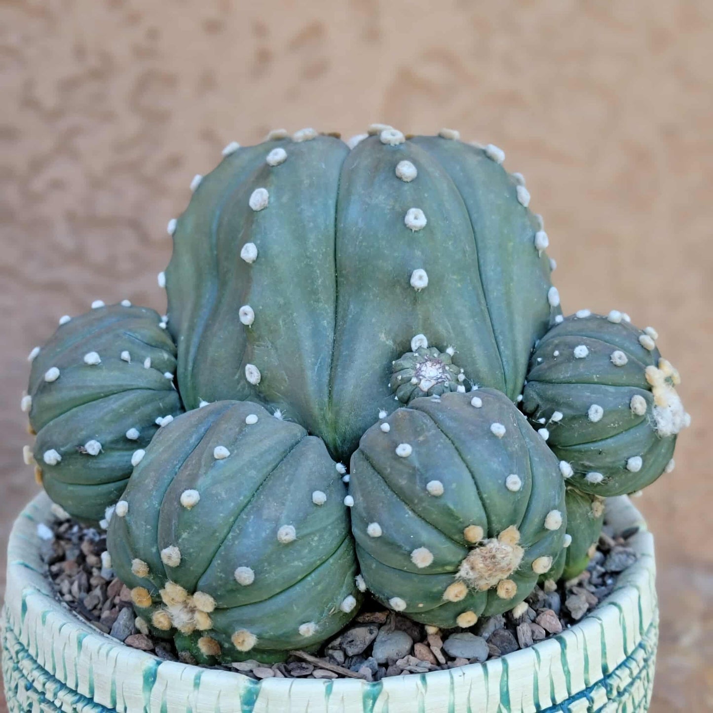 Astrophytum asterias - BIG Cluster! 6 Heads + Babies!