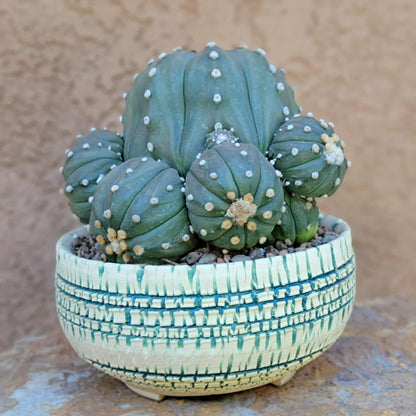 Astrophytum asterias - BIG Cluster! 6 Heads + Babies!