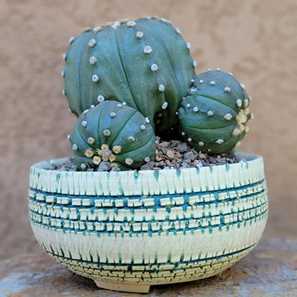 Astrophytum asterias - BIG Cluster! 6 Heads + Babies!