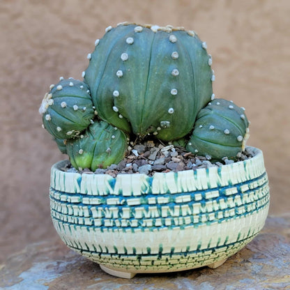 Astrophytum asterias - BIG Cluster! 6 Heads + Babies!