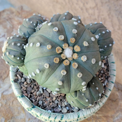Astrophytum asterias - BIG Cluster! 6 Heads + Babies!