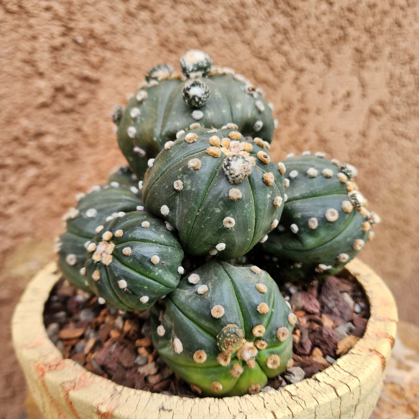Astrophytum asterias - BIG Cluster! 8 Heads + Babies! collector cactus specimen