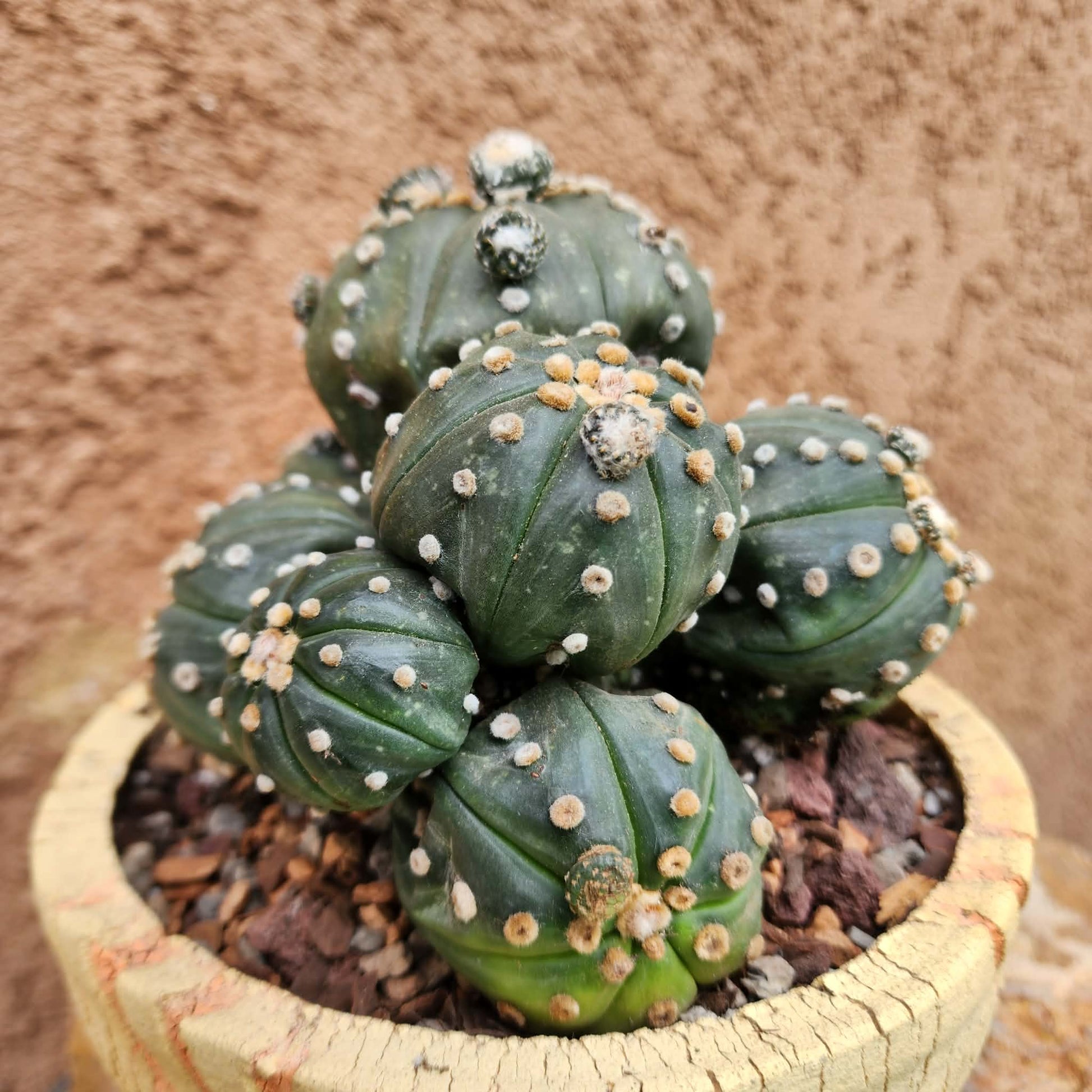 Astrophytum asterias - BIG Cluster! 8 Heads + Babies! collector cactus specimen