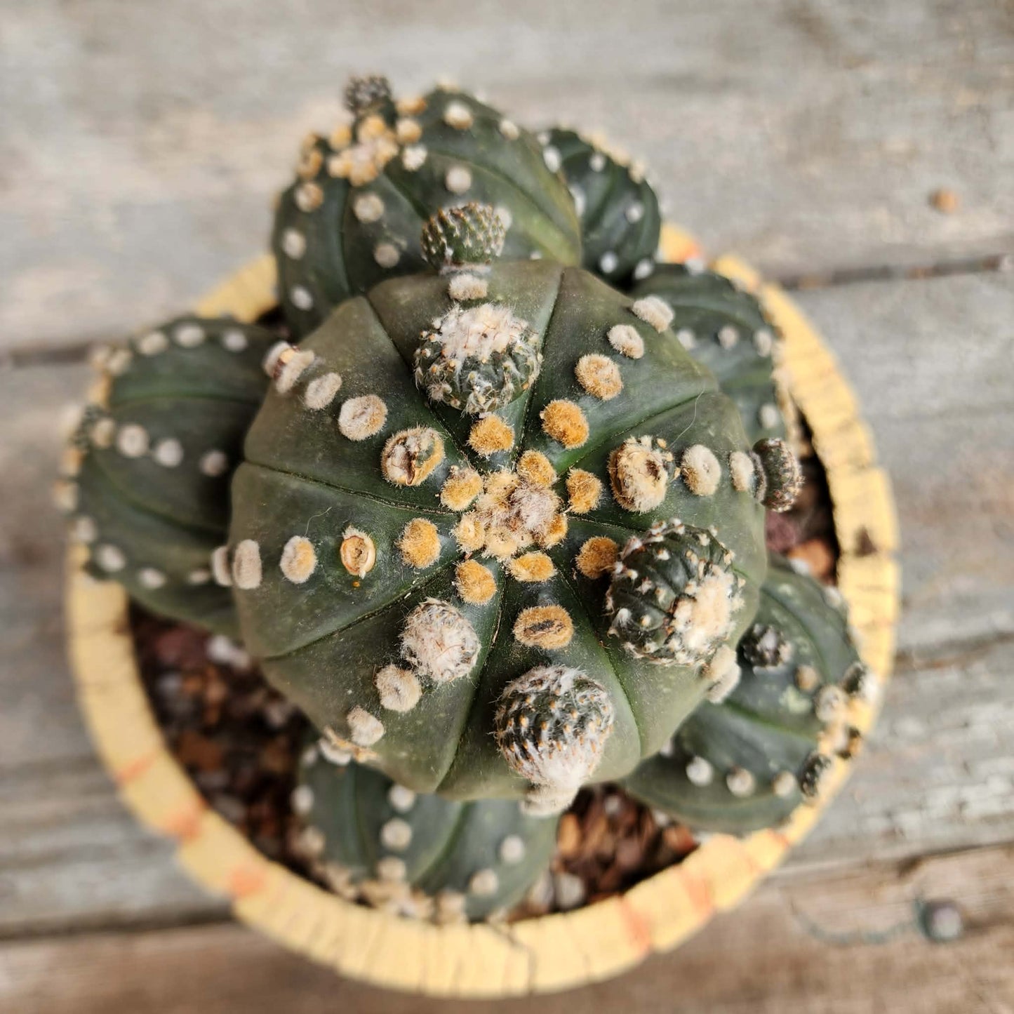 Astrophytum asterias - BIG Cluster! 8 Heads + Babies!