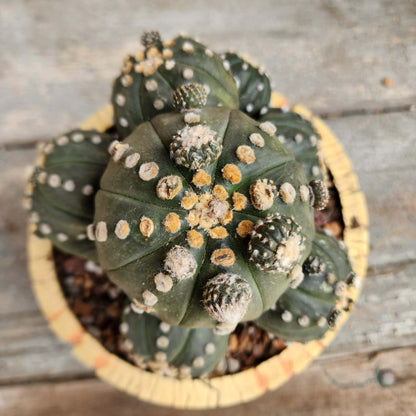 Astrophytum asterias - BIG Cluster! 8 Heads + Babies!