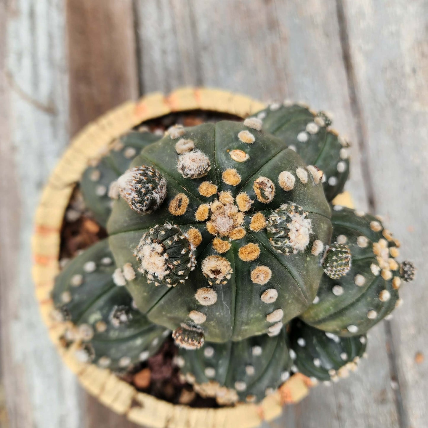Astrophytum asterias - BIG Cluster! 8 Heads + Babies!