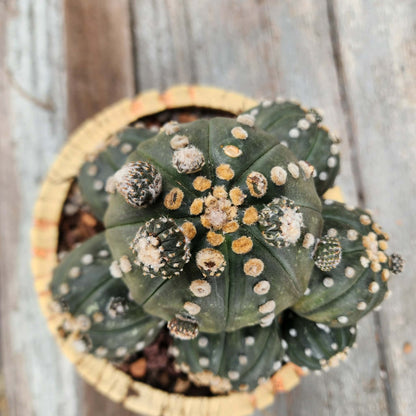 Astrophytum asterias - BIG Cluster! 8 Heads + Babies!