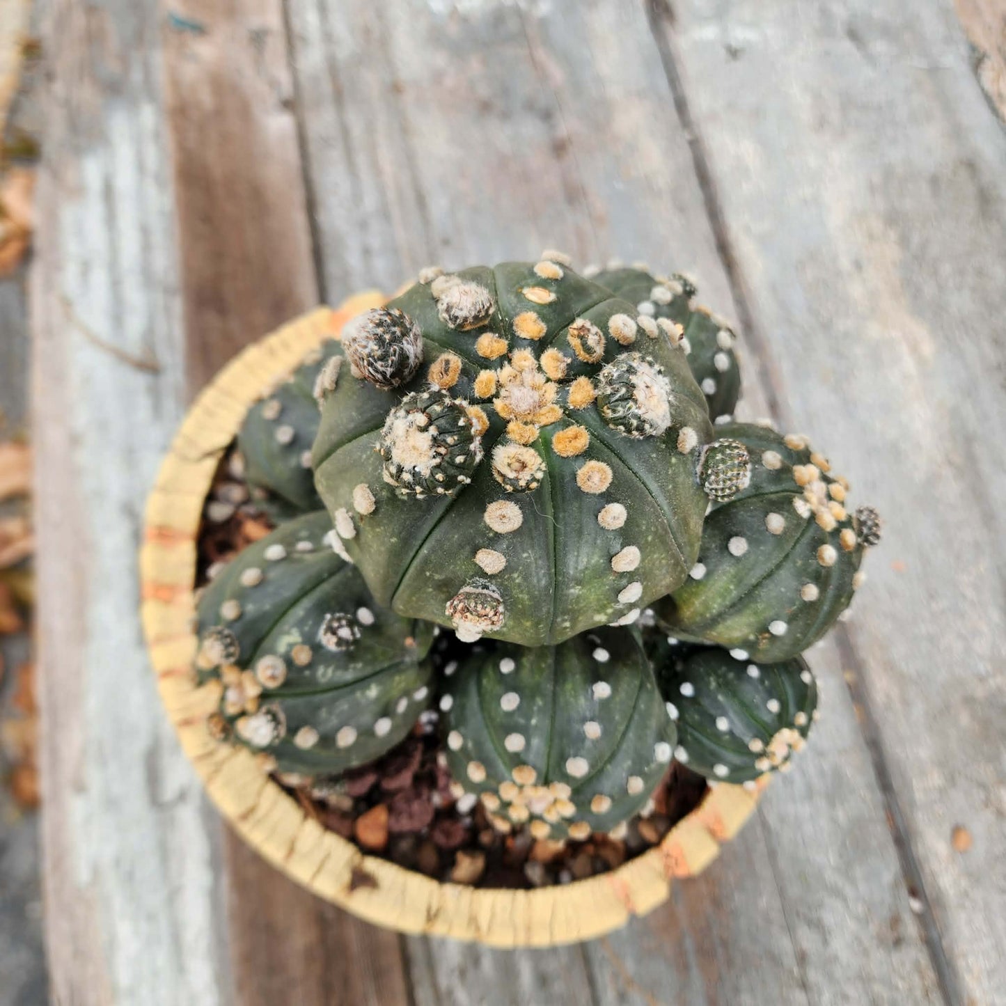 Astrophytum asterias - BIG Cluster! 8 Heads + Babies!