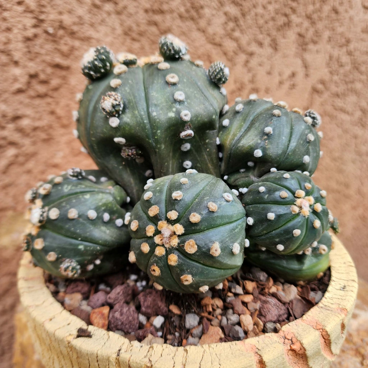 Astrophytum asterias - BIG Cluster! 8 Heads + Babies!