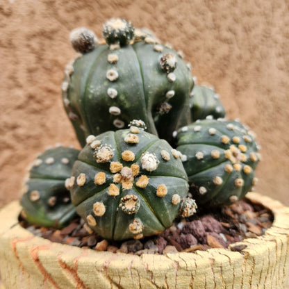Astrophytum asterias - BIG Cluster! 8 Heads + Babies!