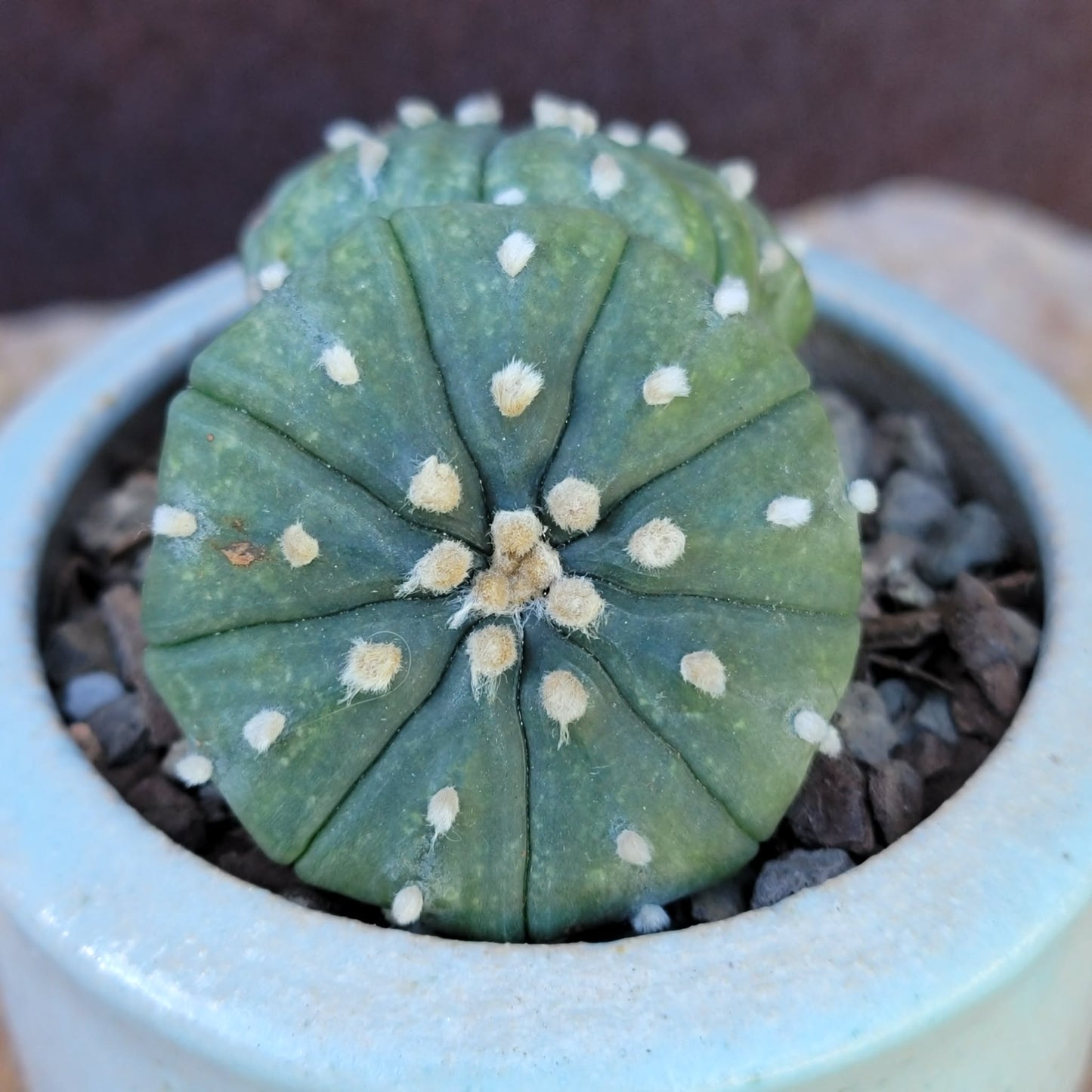 Astrophytum asterias - Double-Head