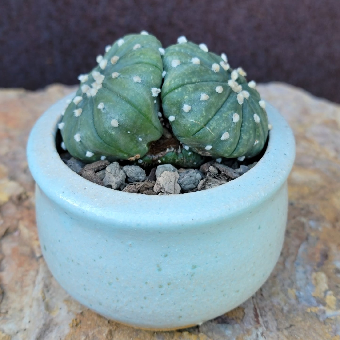 Astrophytum asterias - Double-Head
