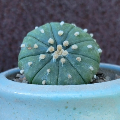 Astrophytum asterias - Double-Head