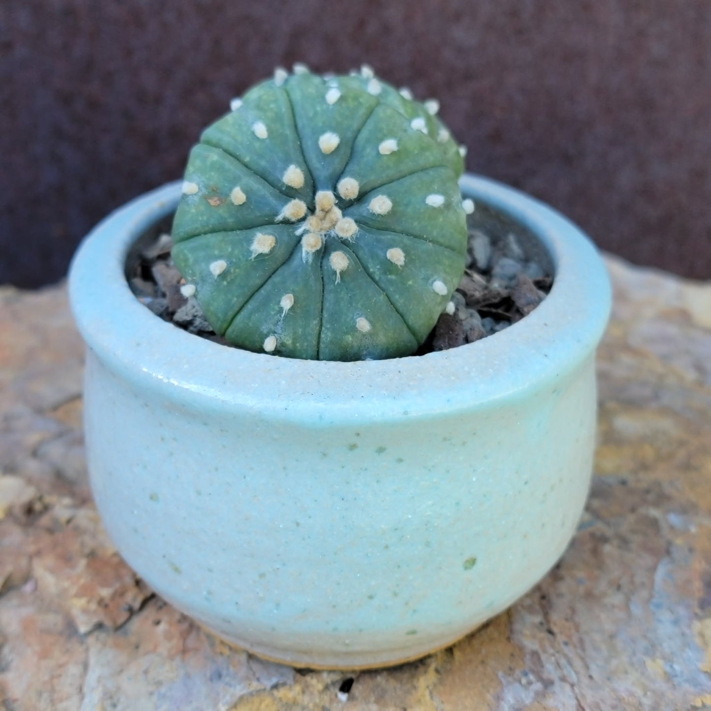 Astrophytum asterias - Double-Head