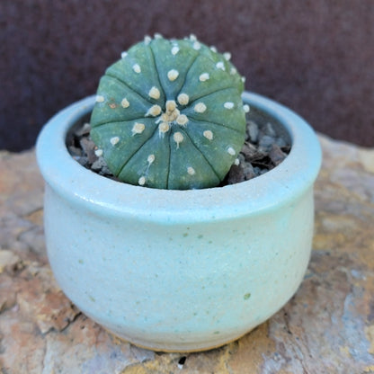 Astrophytum asterias - Double-Head