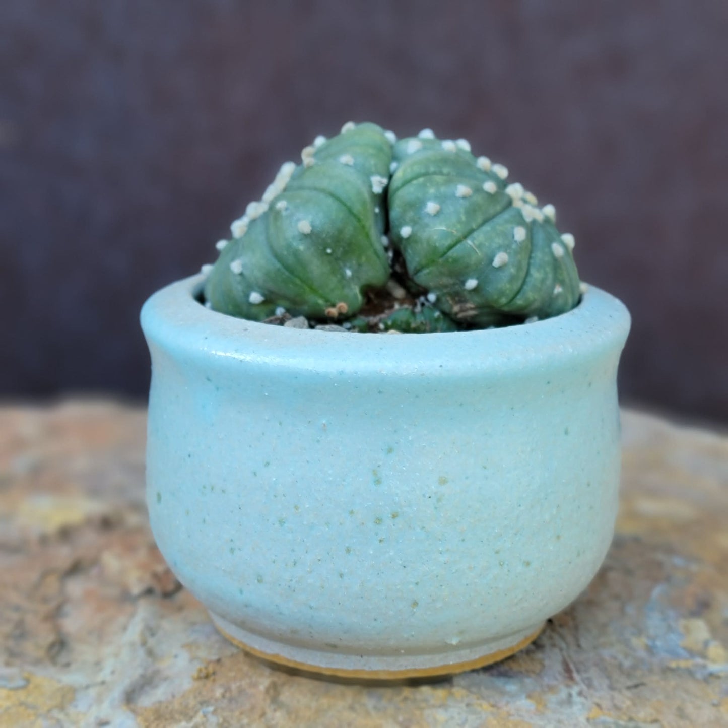 Astrophytum asterias - Double-Head