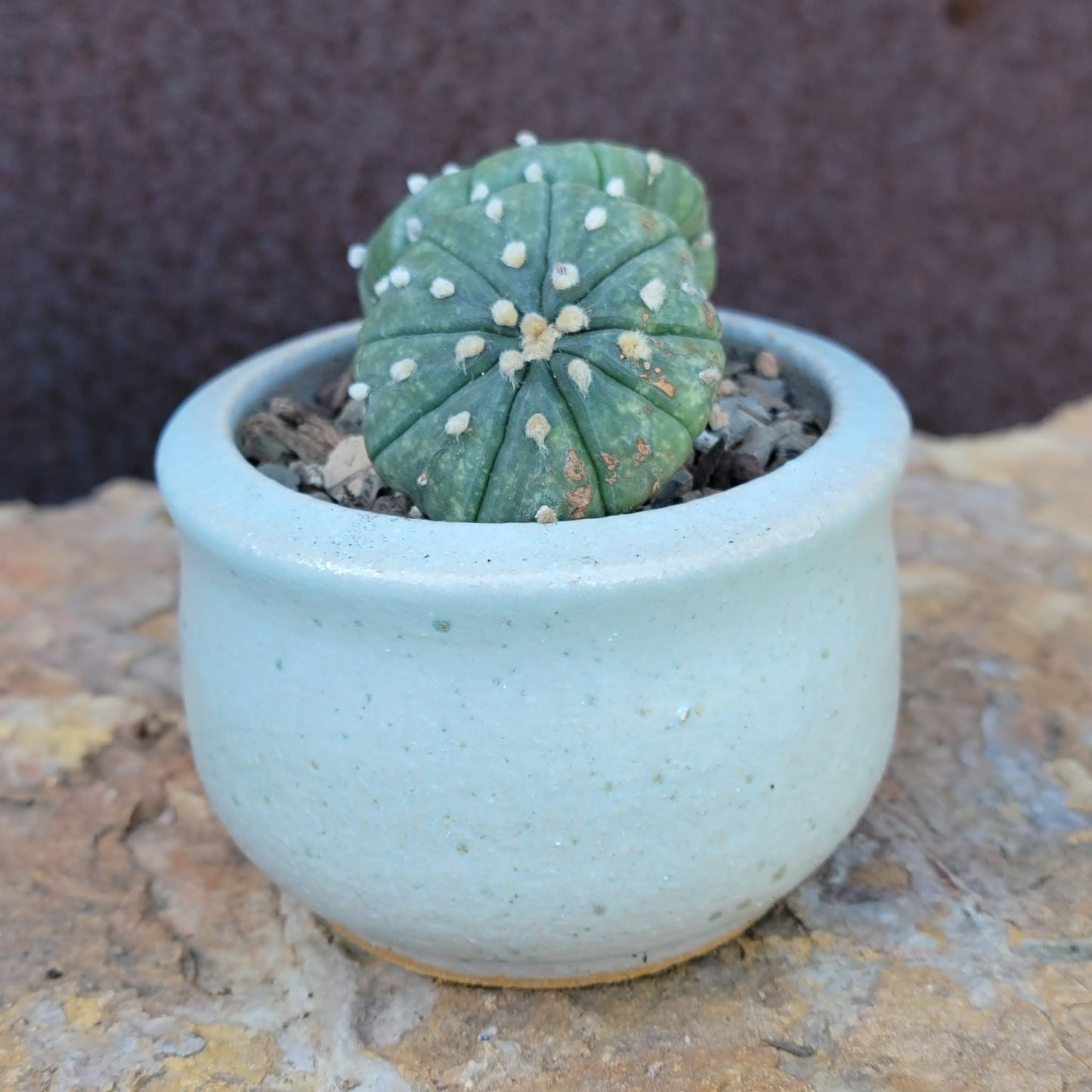 Astrophytum asterias - Double-Head