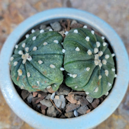 Astrophytum asterias - Double-Head