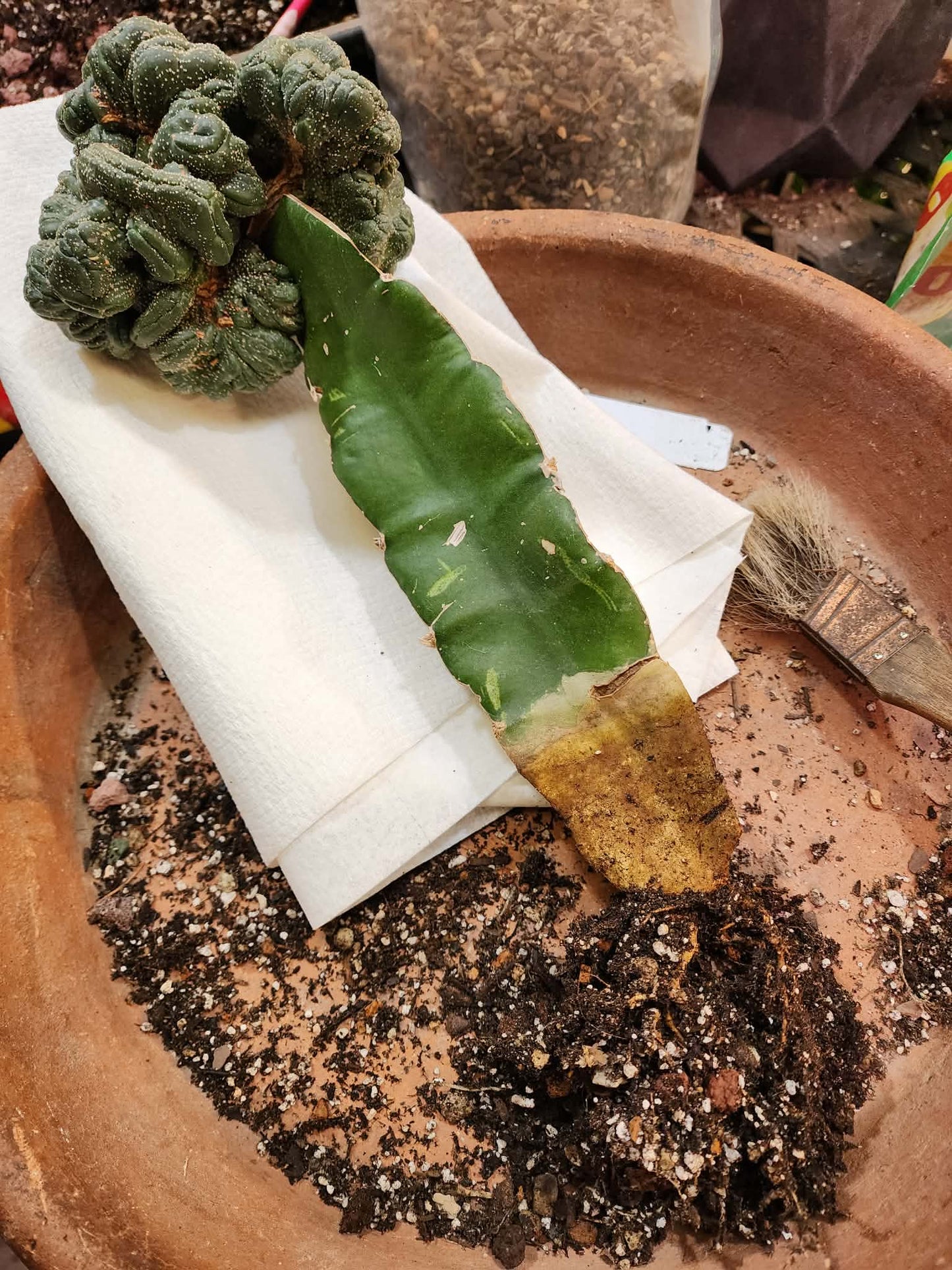 Astrophytum asterias — Monstrose Cluster Form (Collector Specimen)