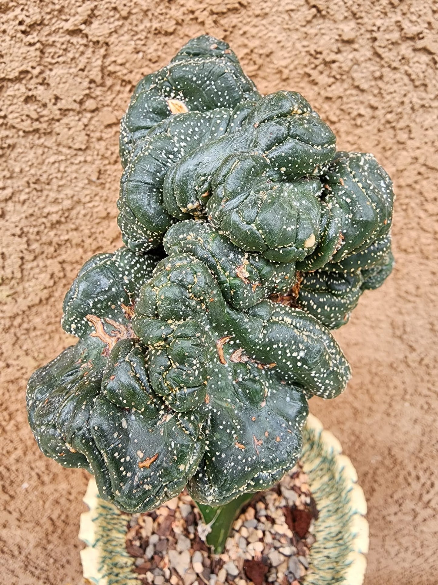 Astrophytum asterias — Monstrose Cluster Form (Collector Specimen)