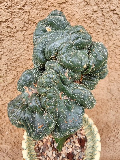 Astrophytum asterias — Monstrose Cluster Form (Collector Specimen)