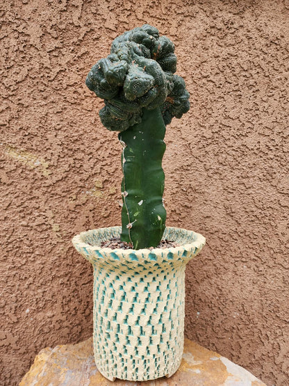 Astrophytum asterias — Monstrose Cluster Form (Collector Specimen)