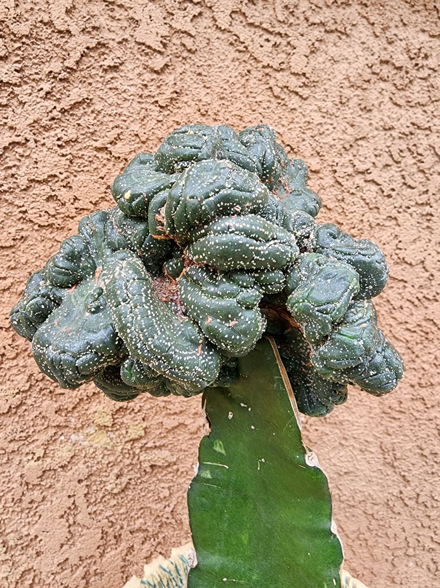 Astrophytum asterias — Monstrose Cluster Form (Collector Specimen)