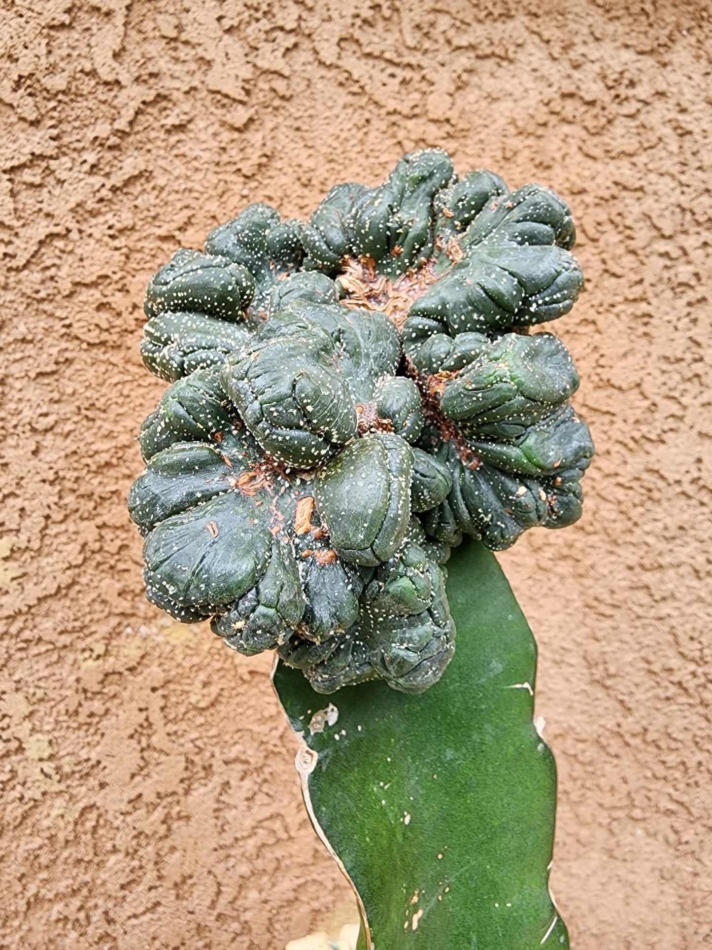 Astrophytum asterias — Monstrose Cluster Form (Collector Specimen)