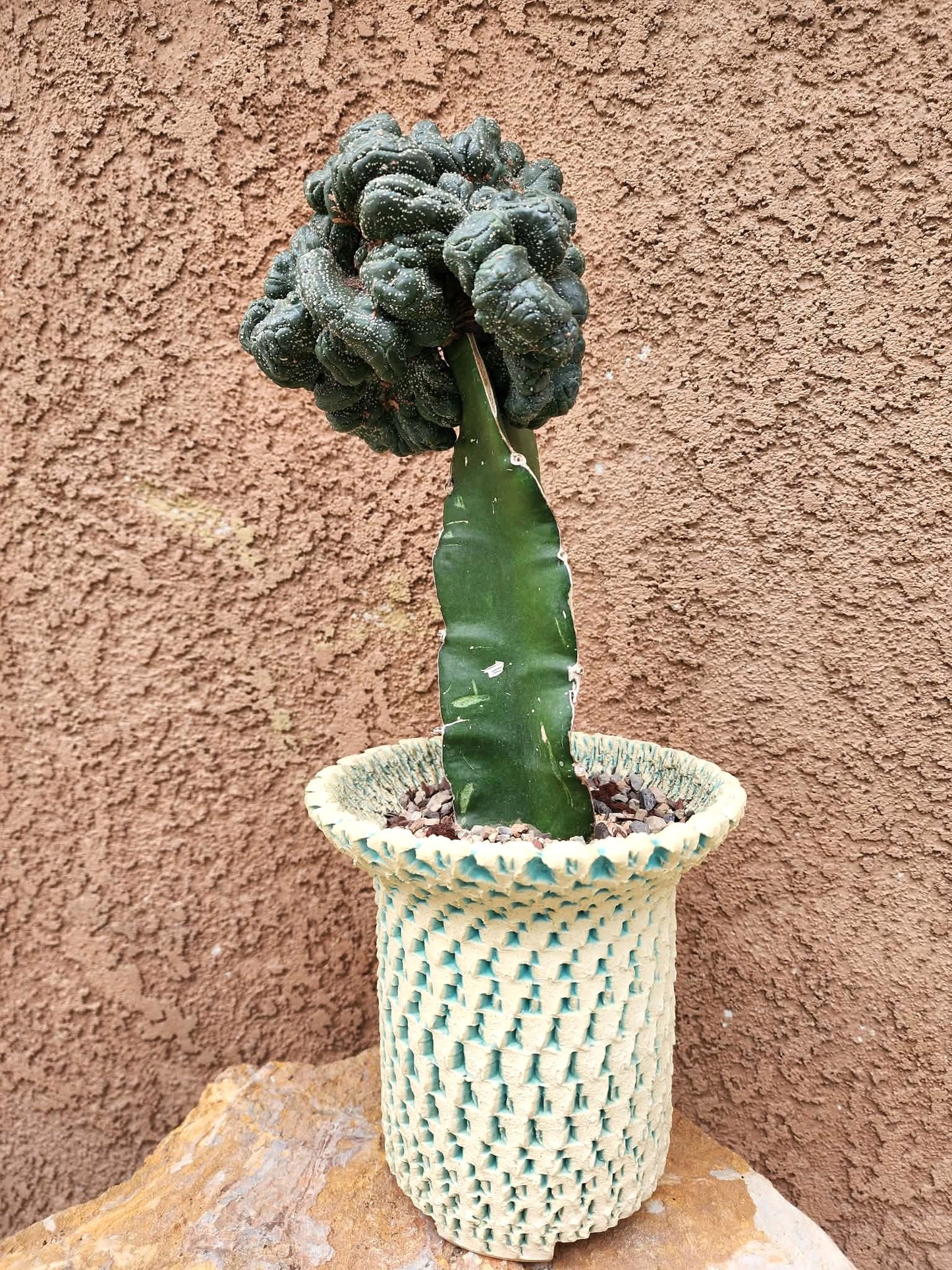 Astrophytum asterias — Monstrose Cluster Form (Collector Specimen)
