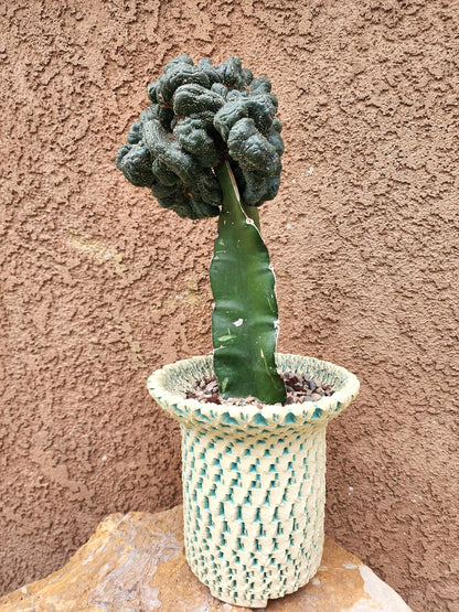 Astrophytum asterias — Monstrose Cluster Form (Collector Specimen)