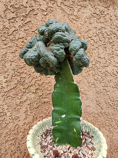 Astrophytum asterias — Monstrose Cluster Form (Collector Specimen)