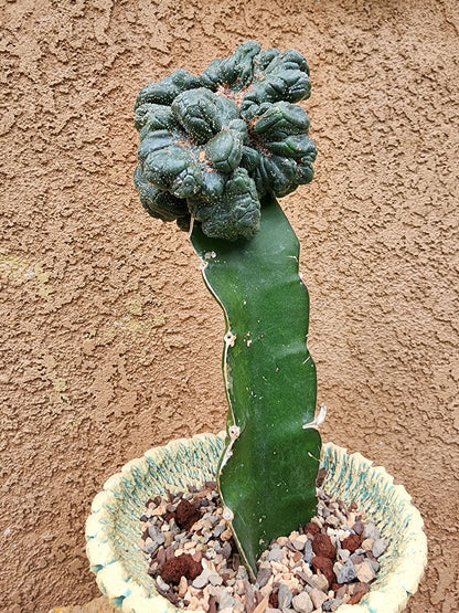 Astrophytum asterias — Monstrose Cluster Form (Collector Specimen)