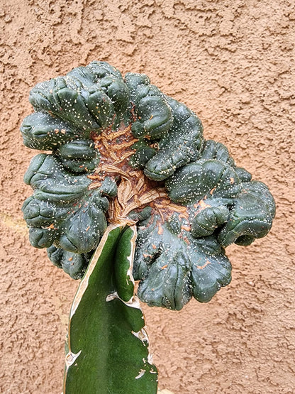 Astrophytum asterias — Monstrose Cluster Form (Collector Specimen)