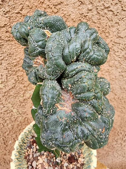 Astrophytum asterias — Monstrose Cluster Form (Collector Specimen)