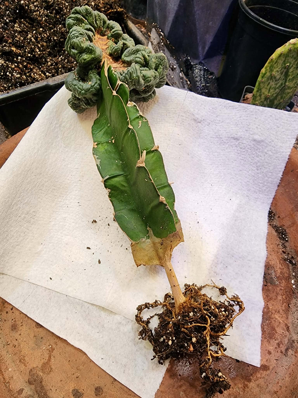 Astrophytum asterias — Monstrose Cluster Form (Collector Specimen)