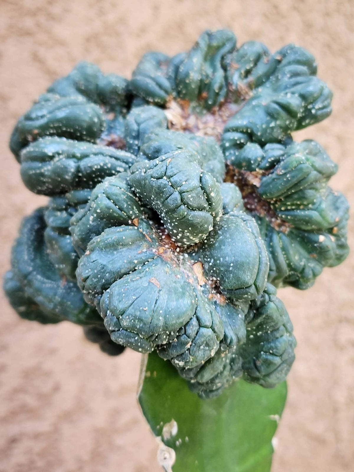 Astrophytum asterias — Monstrose Cluster Form (Collector Specimen)