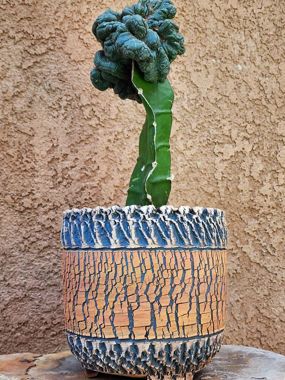 Astrophytum asterias — Monstrose Cluster Form (Collector Specimen)