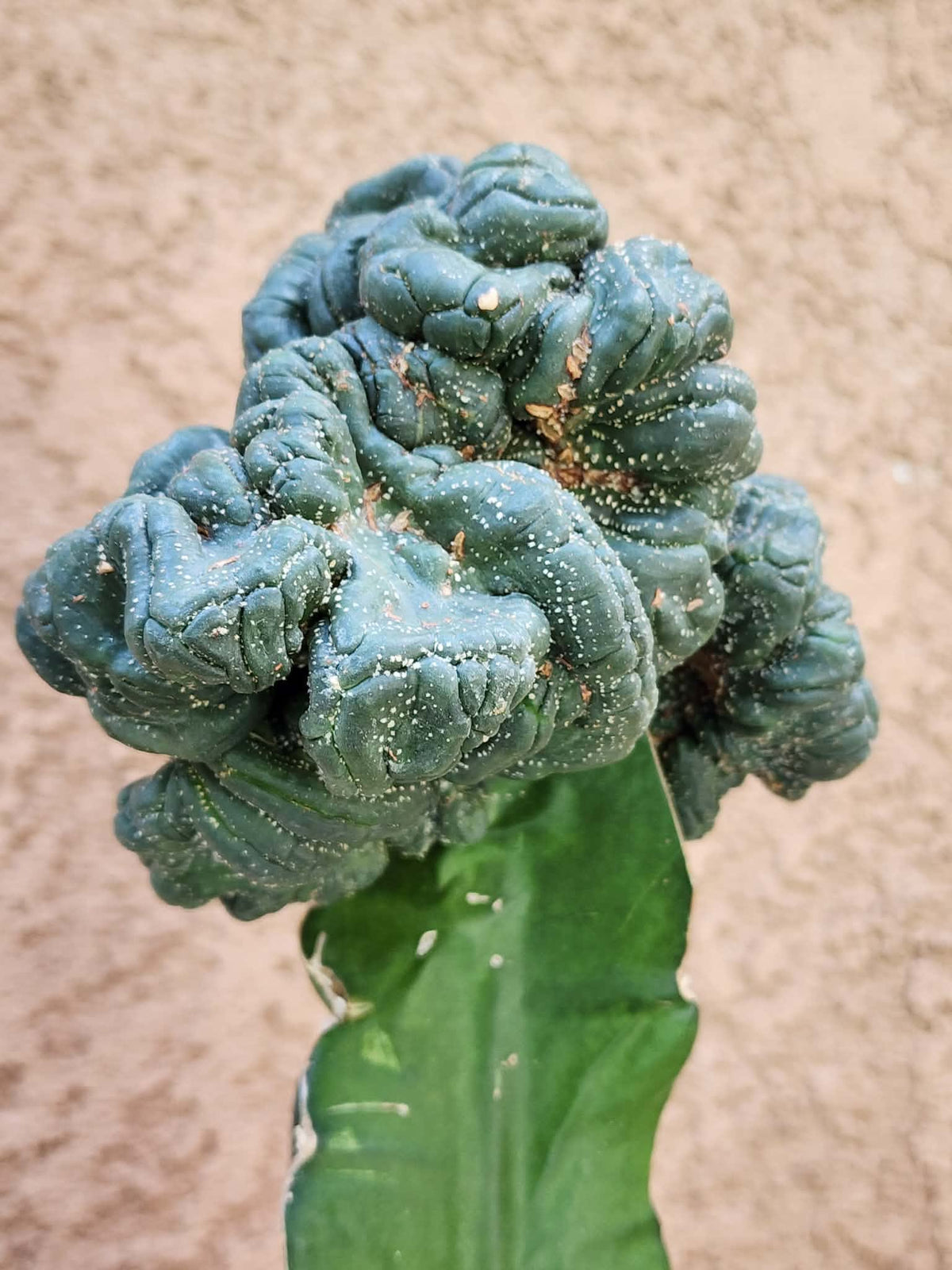 Astrophytum asterias — Monstrose Cluster Form (Collector Specimen)