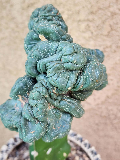 Astrophytum asterias — Monstrose Cluster Form (Collector Specimen)