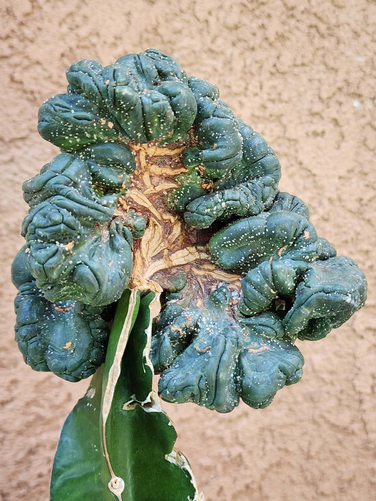 Astrophytum asterias — Monstrose Cluster Form (Collector Specimen)