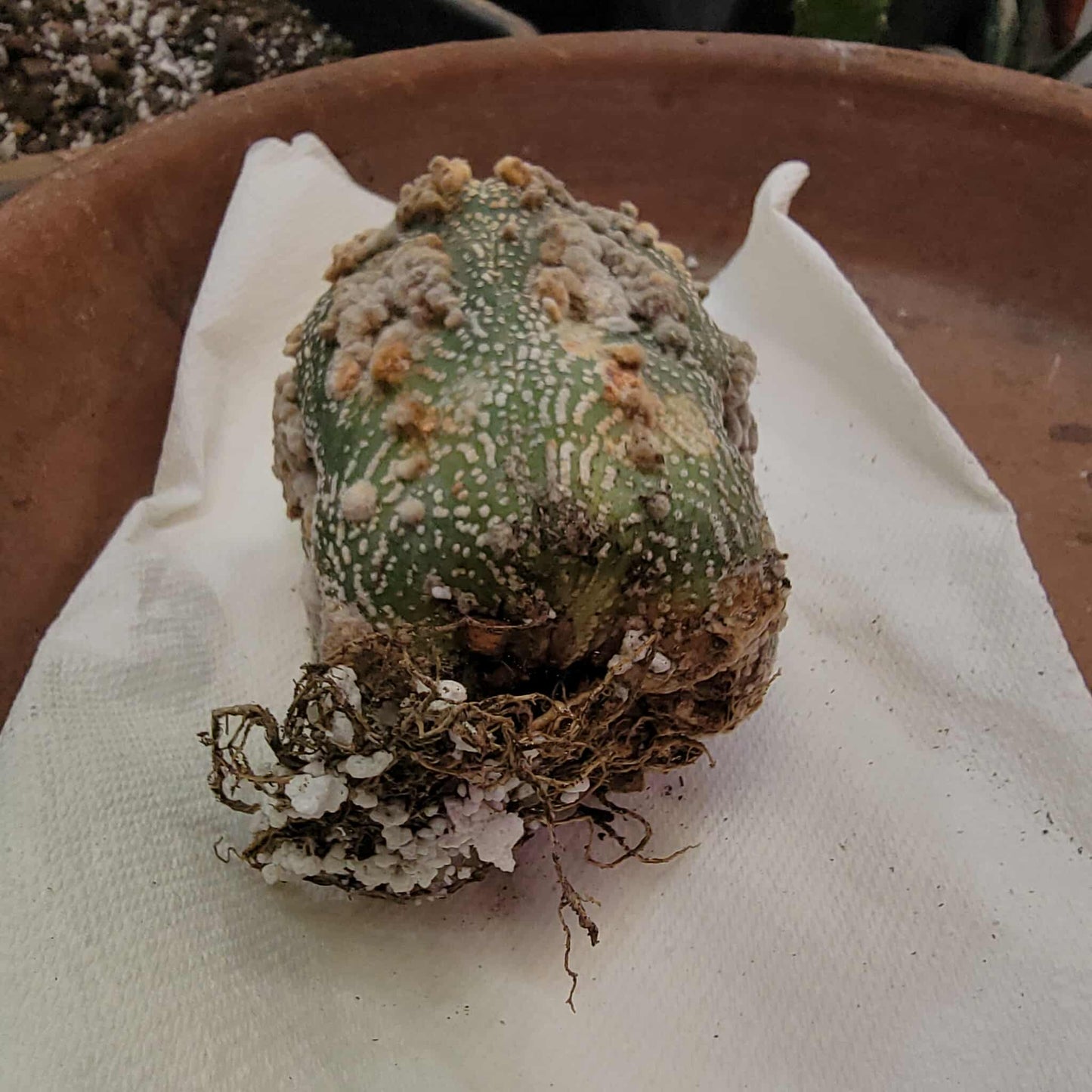 Astrophytum asterias cv. Hanazono