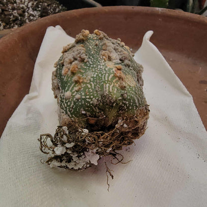 Astrophytum asterias cv. Hanazono