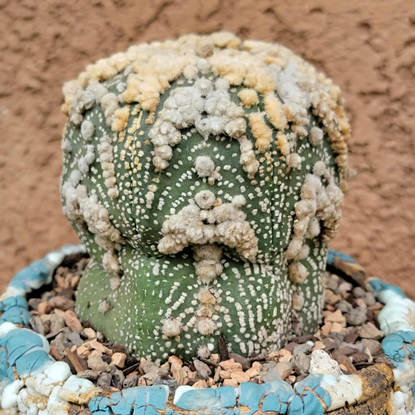 Astrophytum asterias cv. Hanazono