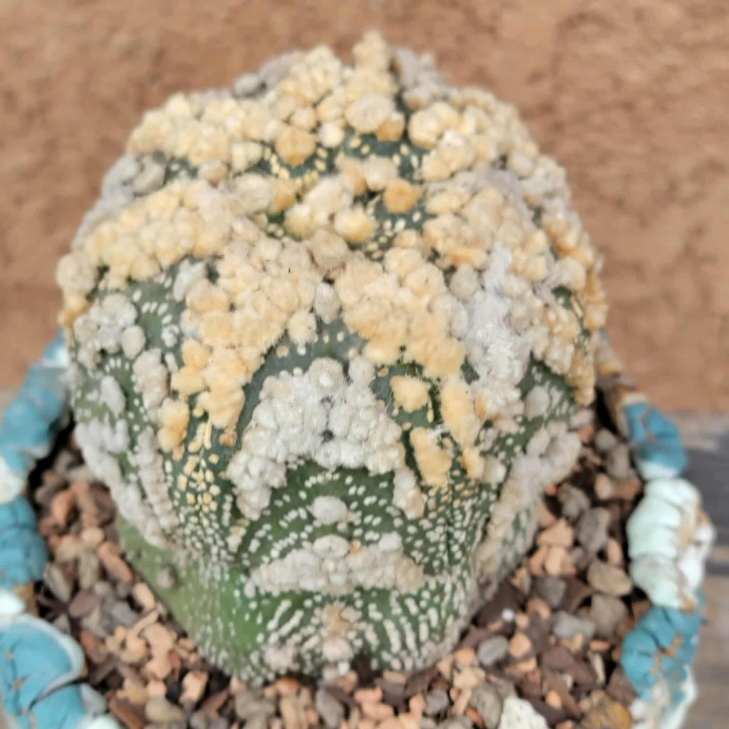 Astrophytum asterias cv. Hanazono