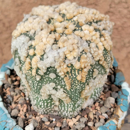 Astrophytum asterias cv. Hanazono
