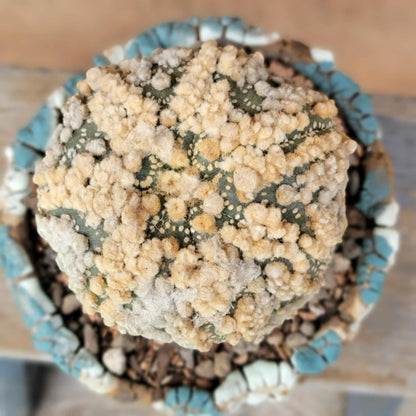 Astrophytum asterias cv. Hanazono