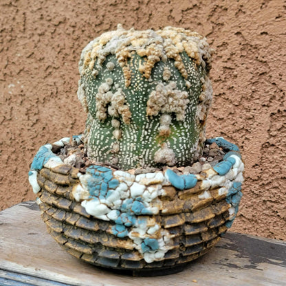 Astrophytum asterias cv. Hanazono